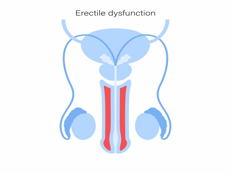 testis-nedir